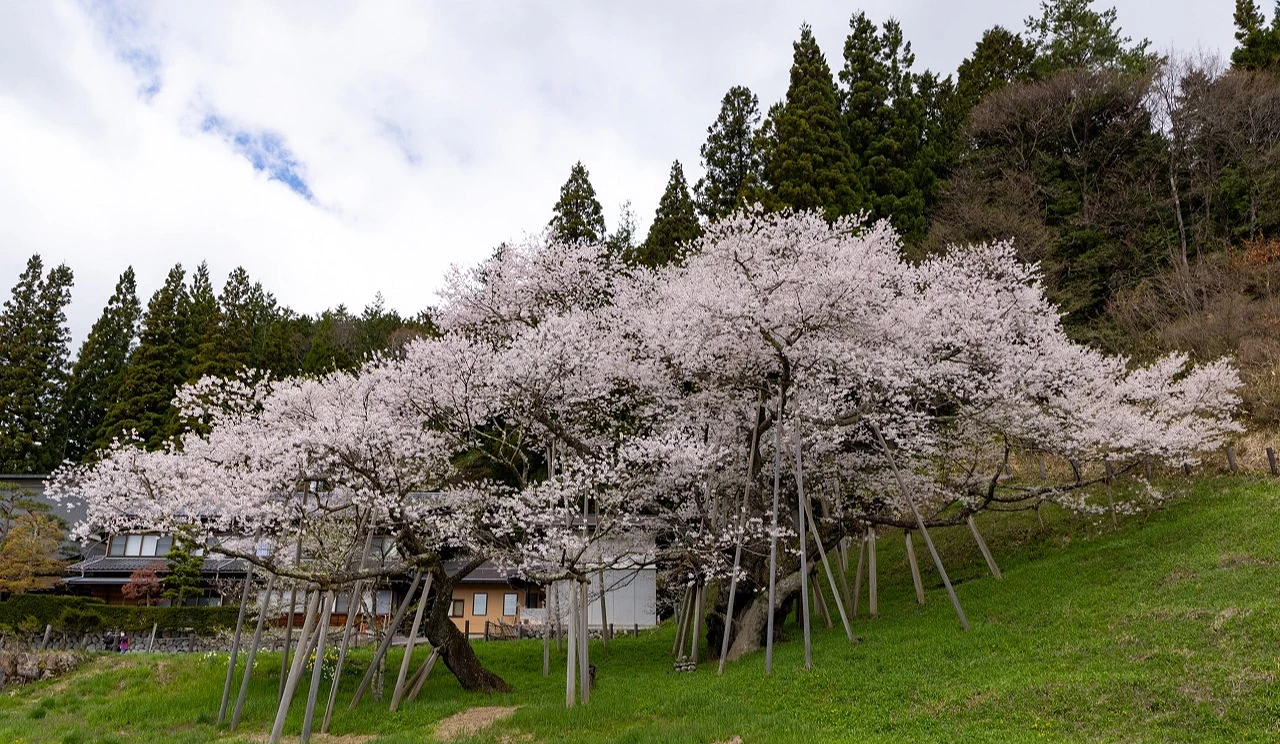樹齡逾千年的臥龍櫻盛開於山坡上,枝幹低垂並以支架撐扶,周圍環繞綠意盎然的自然景觀