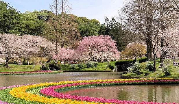 湖畔公園中環形排列的彩色鬱金香花壇,周圍點綴盛開的櫻花與綠意草坪