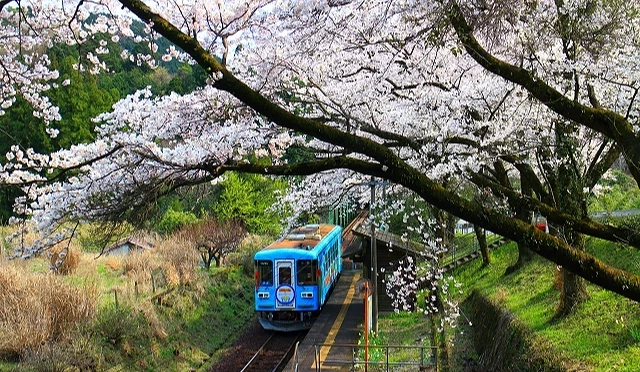 櫻花盛開的鐵道旁,一列地方列車穿越粉色櫻花拱門