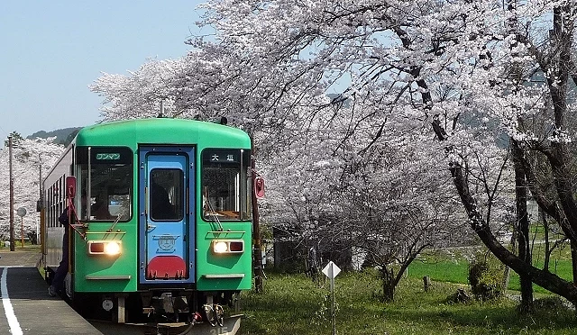 地方鐵路月台旁,列車行駛在滿開櫻花形成的花海隧道