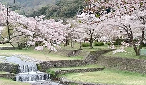 養老公園內溪流與櫻花並列綻放,背景可見群山,新綠與粉白花景交織的春日風景