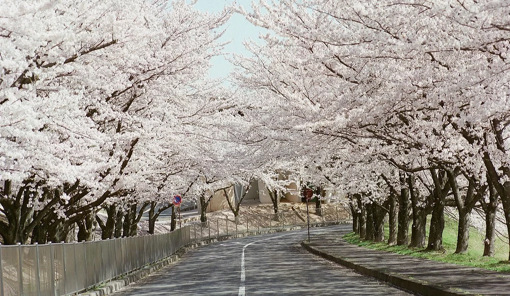 養老公園道路兩側櫻花滿開,形成浪漫櫻花隧道