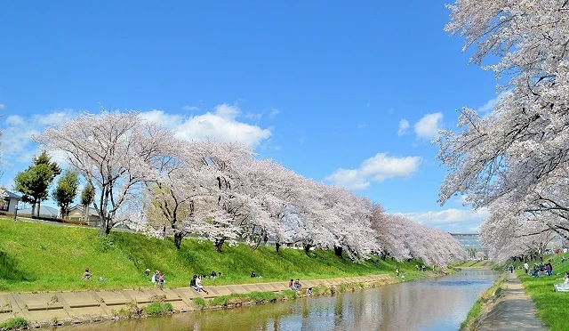 晴朗藍天下的河岸櫻花景色,河道兩側櫻花滿開,粉白花朵沿堤防綿延,倒映在平靜水面上,遊客悠閒散步賞櫻