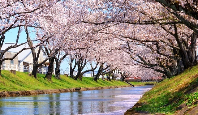 河岸櫻花隧道景觀,盛開的櫻花倒映在水面上,形成浪漫的賞櫻步道