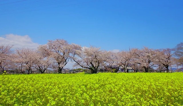春季櫻花與油菜花同時綻放,粉色櫻花與金黃色花田交織成明亮的春日景色