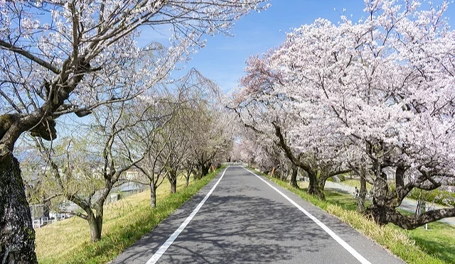木曾川堤防沿線的櫻花大道,櫻花樹成排盛開,粉白花海包圍筆直道路