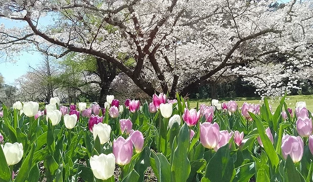櫻花樹下盛開的粉白色鬱金香花海,前景是色彩柔和的鬱金香,後方櫻花滿開,呈現濱松花卉公園春季花卉齊放的景色