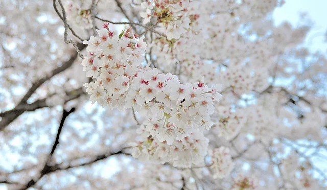 木曾川河畔盛開的染井吉野櫻近景,淡粉色花朵層層綻放