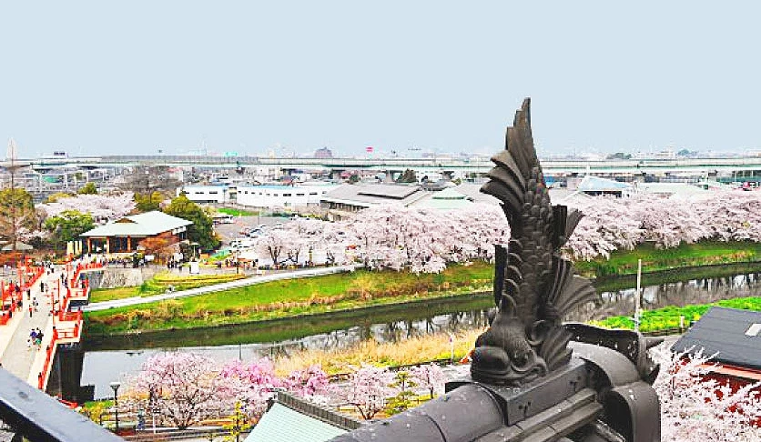 從清洲城天守眺望河岸櫻花並木,春季滿開景色一覽無遺
