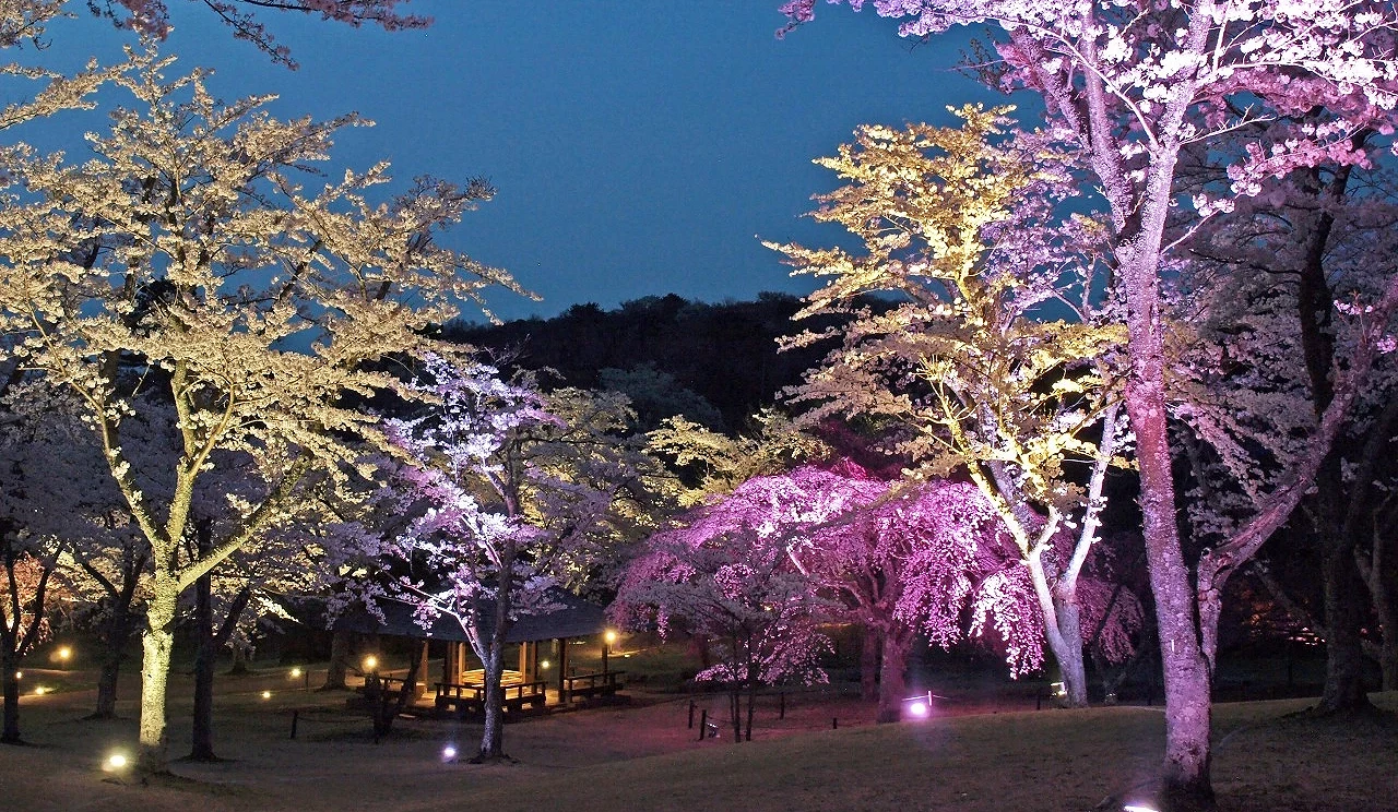 伊豆「櫻花之里」夜櫻點燈景象,櫻花樹在彩色燈光映照下綻放,粉紫色夜櫻與幽暗夜空形成對比,營造夢幻浪漫的賞櫻氛圍