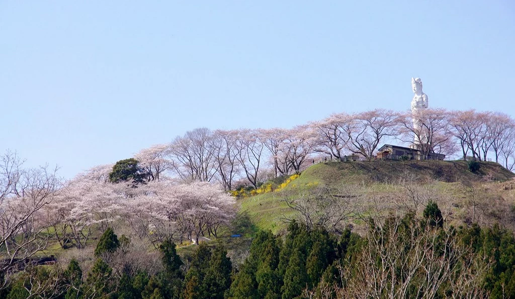 船岡城址公園山丘上的櫻花盛開景象,櫻花沿山坡延伸,山頂可見白色觀音像與展望設施