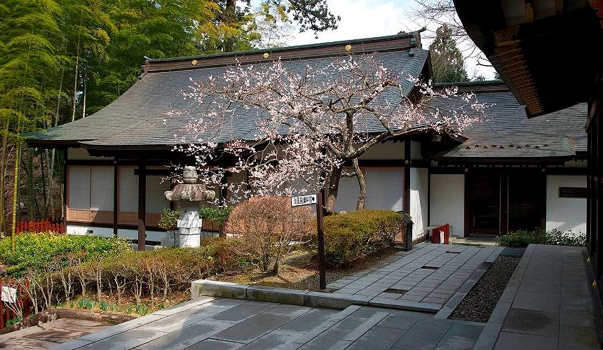日式社殿建築前,一株櫻花樹盛開,粉色花朵映襯深色屋瓦、石燈籠與庭院步道
