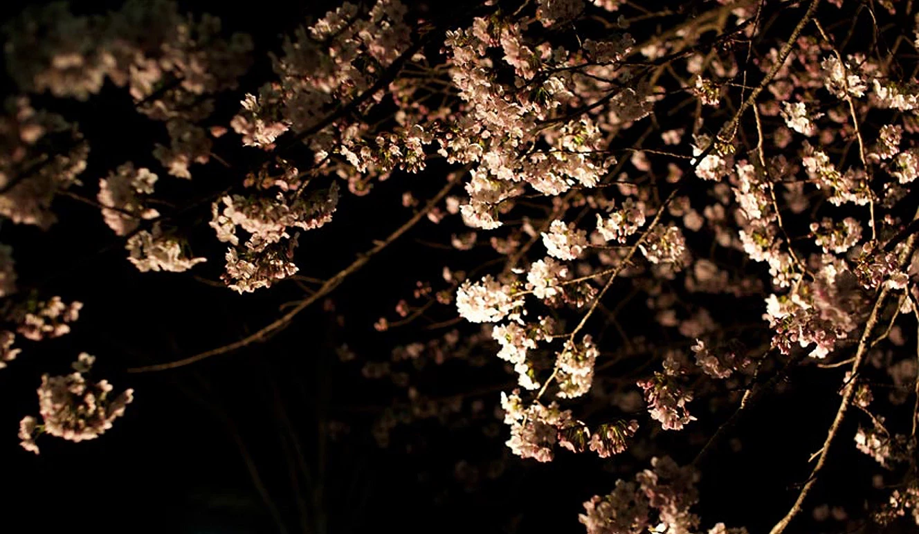 夜晚燈光照映下的櫻花枝條,粉白色櫻花在黑色背景中綻放,呈現靜謐浪漫的夜櫻景色