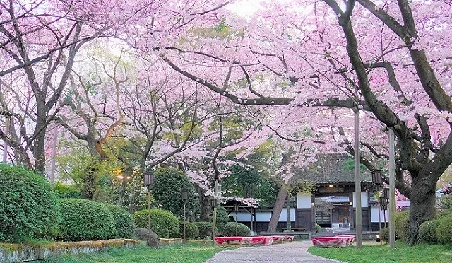 寺院參道上方櫻花滿開,粉色櫻花形成拱狀花海,石板步道通往寺院建築,周圍為綠色草地與樹木