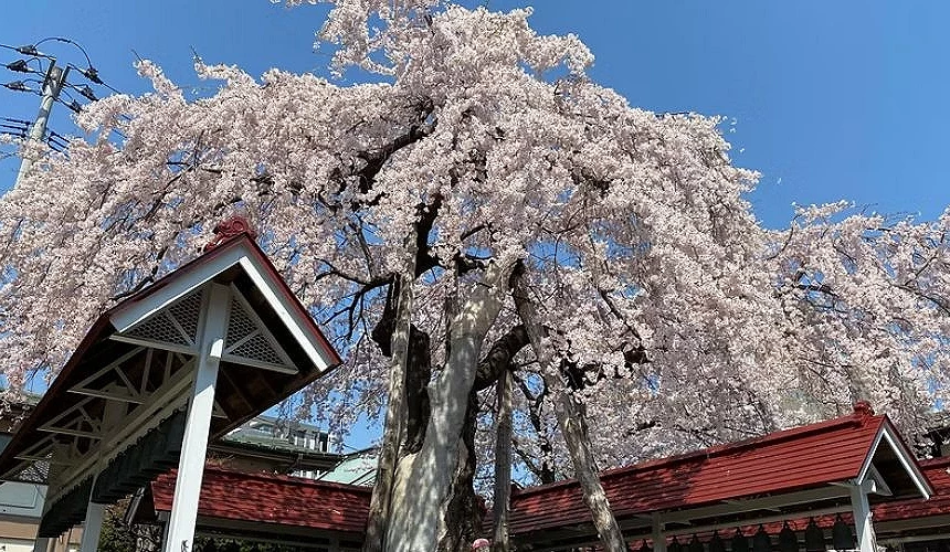 晴朗藍天下,一株高大的枝垂櫻盛開,粉白色櫻花垂落於寺院建築旁,屋簷與櫻花相互襯托