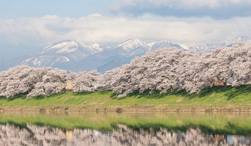 河岸櫻花盛開形成粉白花帶,水面映出櫻花倒影,遠方可見覆有殘雪的山脈