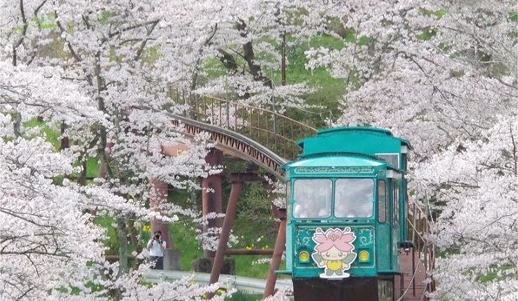 船岡城址公園的小型纜車行駛在滿開櫻花之間,粉白色櫻花覆滿山坡,形成被櫻花包圍的春季景色