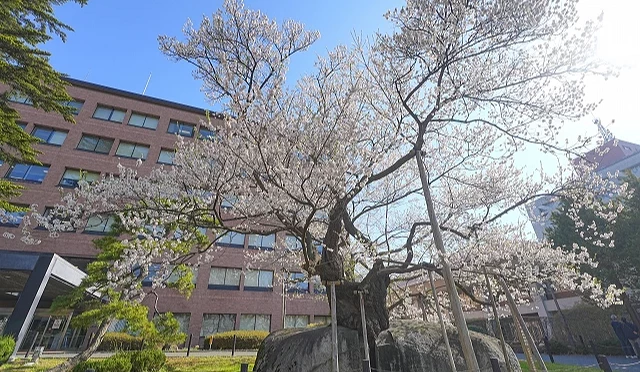岩手縣盛岡市的石割櫻全景,古老櫻花樹從巨大岩石縫隙中生長而出,淡粉色花海與周圍建築形成對比
