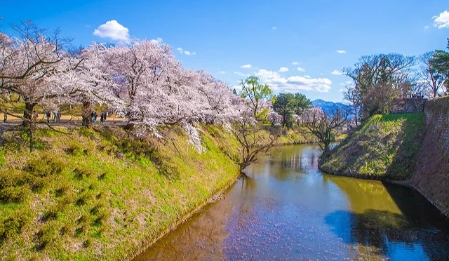 櫻花盛開的城跡護城河景觀,粉白色櫻花沿著河岸綻放,倒映在平靜水面上
