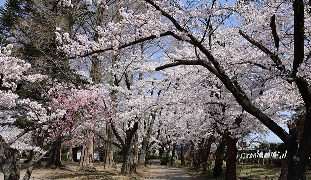 櫻花滿開的公園步道景觀,淡粉色櫻花在樹枝間交織成拱形花廊
