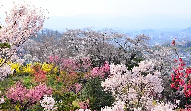 春季盛開的花見山公園山坡景觀,多色櫻花與梅花、桃花交織綻放,遠方可眺望福島市街景