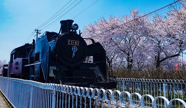 日中線紀念櫻花步道旁展示的 SL 蒸汽火車,背景為滿開櫻花樹