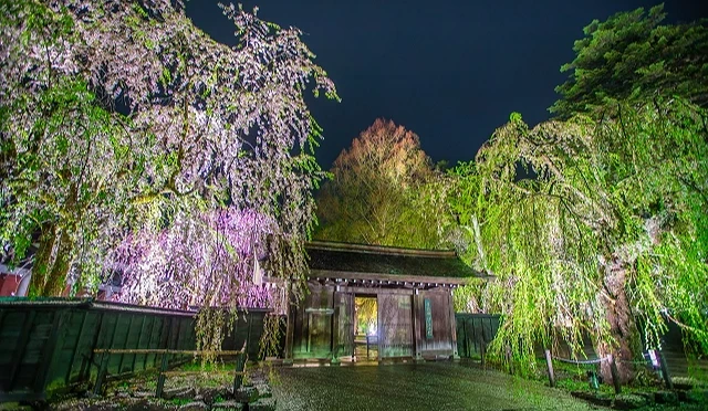 夜間點燈下的角館武家屋敷,枝垂櫻在燈光映照下垂落於黑色木牆與門前,呈現靜謐而典雅的夜櫻景色