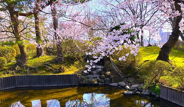 春季櫻花盛開的城跡庭園景觀,櫻花枝條倒映在清澈水池中,周圍草地與樹木染上新綠