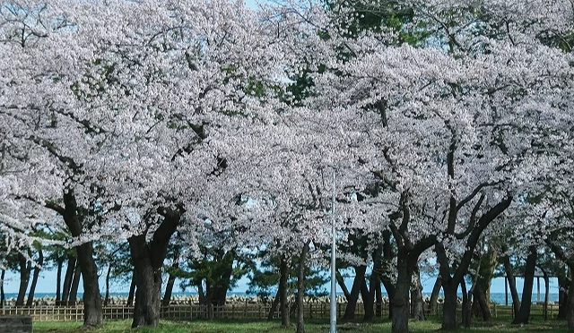 合浦公園內盛開的染井吉野櫻花林,櫻花樹成排綻放,背景可見海岸線與松林