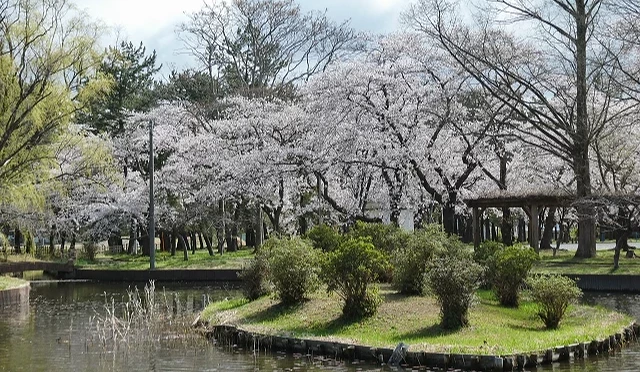 合浦公園池畔櫻花景色,環繞水池的櫻花樹滿開,倒映在水面上