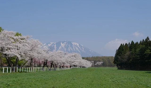 小岩井農場春季櫻花盛開,前景為遼闊草原與櫻花並木,遠方可見仍覆殘雪的岩手山