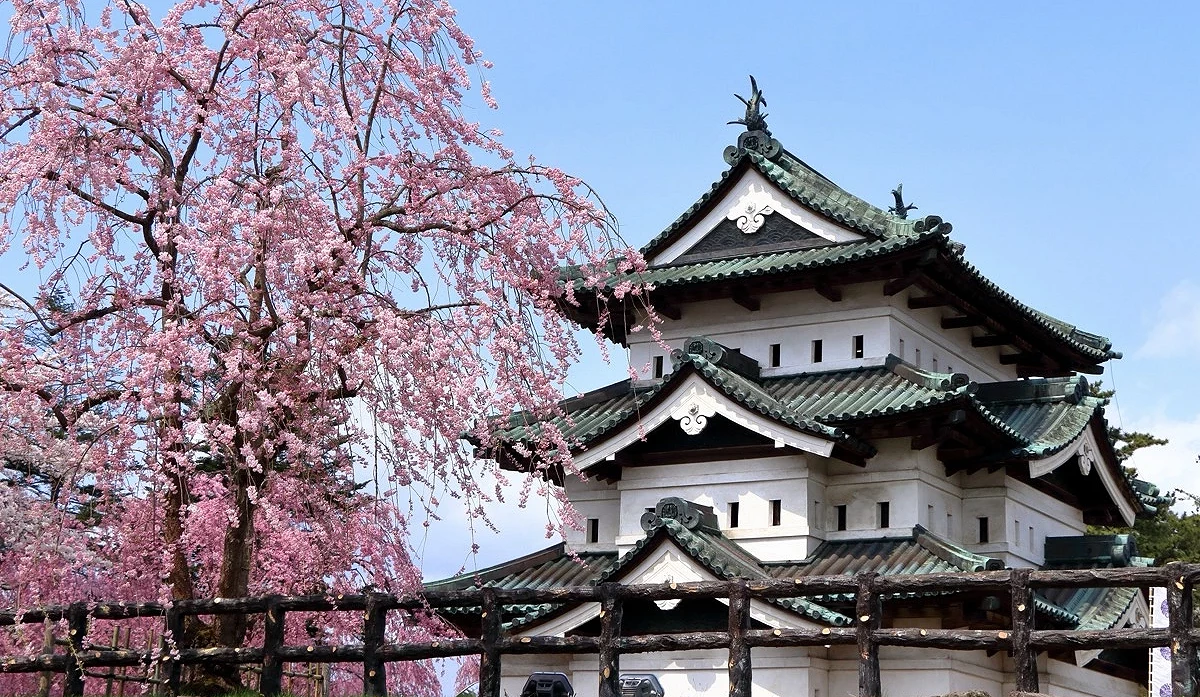 青森縣弘前城天守前的櫻花盛開景象,粉色枝垂櫻環繞城郭建築圖