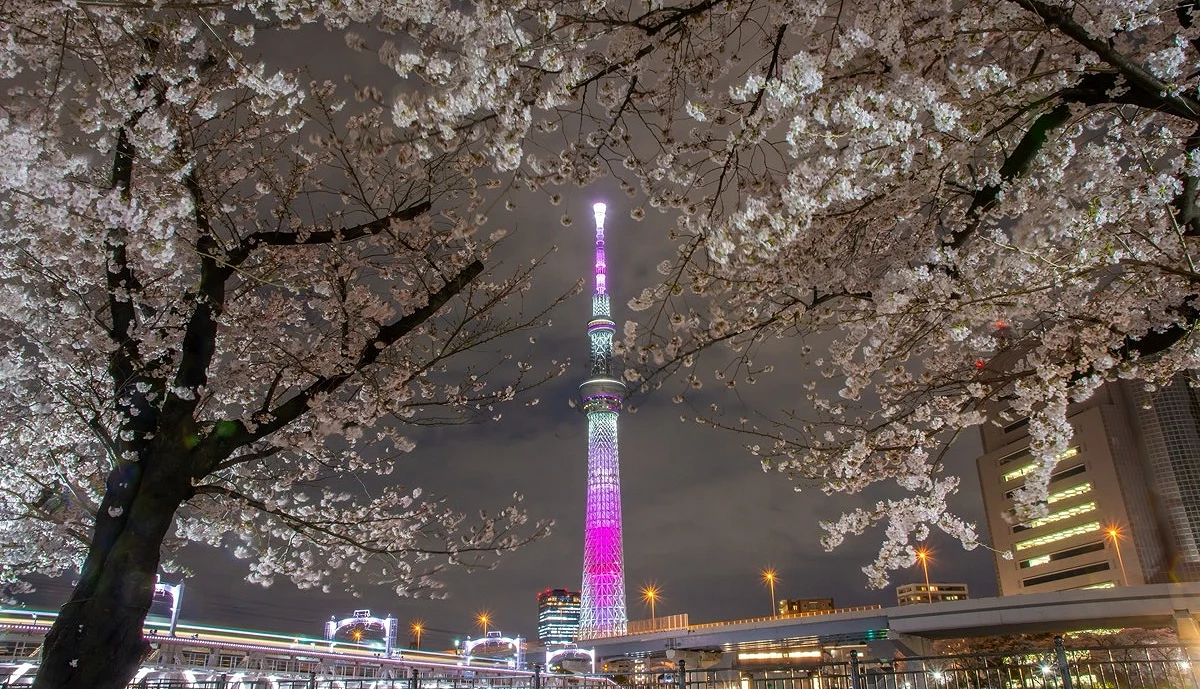 隅田川的夜櫻,中間發亮的晴空塔被周圍的夜櫻包圍