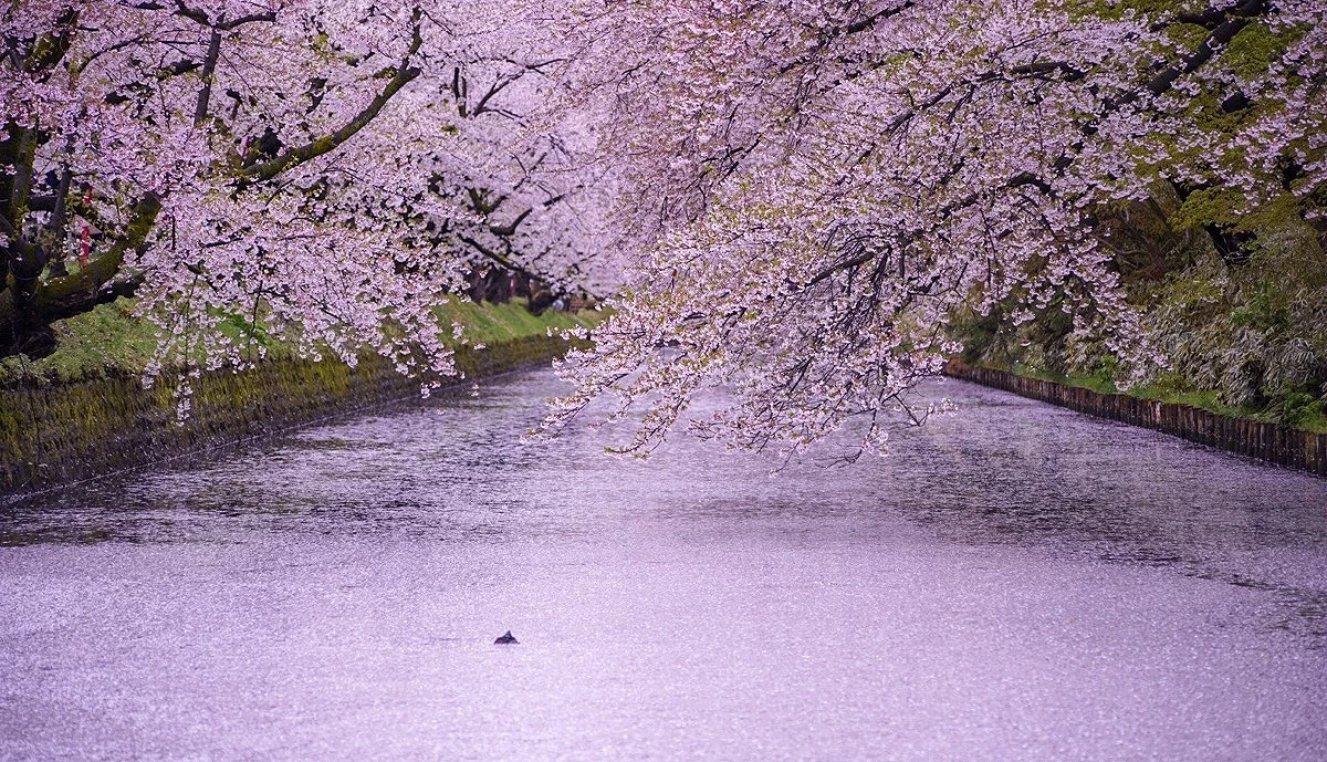 弘前城護城河,水面覆滿粉白色櫻花花瓣形成花筏