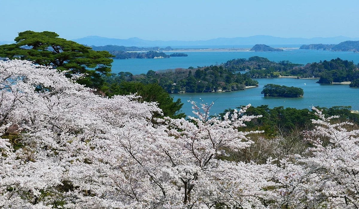 滿開的櫻花包圍著遠處的松島海岸,海上散落著許多小島