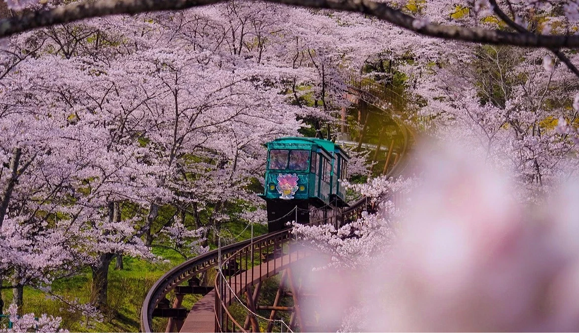 船岡城址公園的小型纜車行駛在滿開櫻花之間,粉白色櫻花覆滿山坡,形成被櫻花包圍的春季景色