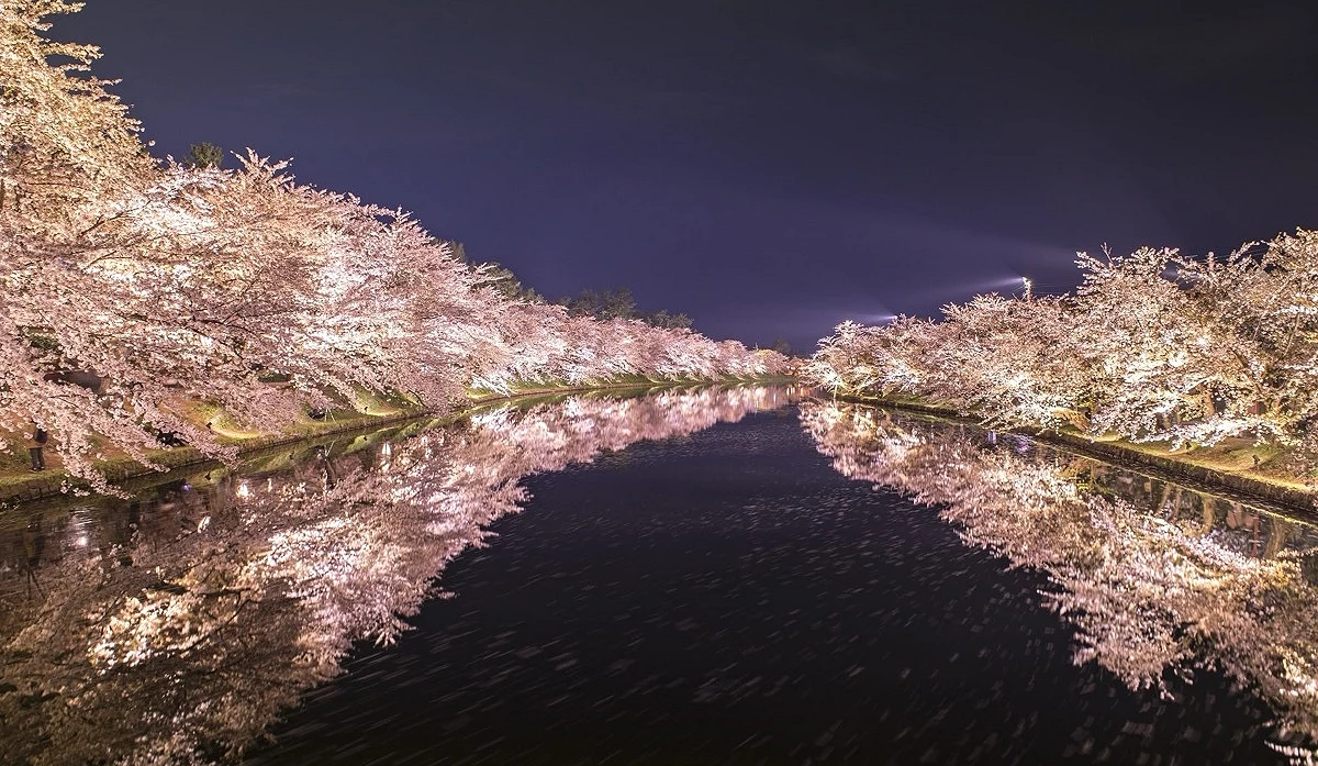弘前公園的夜櫻景色,河岸兩側櫻花在夜間點燈下盛開,櫻花與燈光倒映在平靜水面