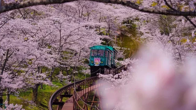 2026仙台櫻花13選：市區西公園、東照宮賞櫻，近郊推船岡城址公園、松島