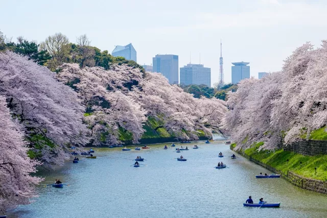 2026東京櫻花景點：新宿御苑、上野公園、目黑川必看【關東賞櫻30選】