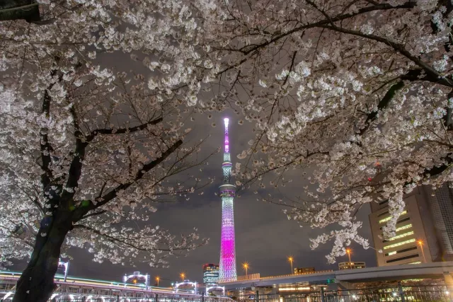 東京夜櫻景點9選：千鳥之淵、隅田公園、六義園必看