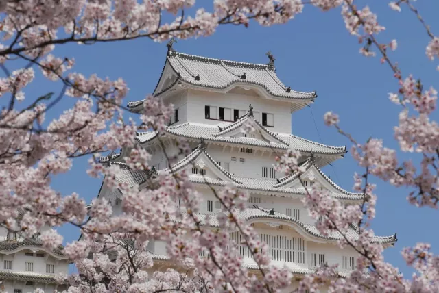 關西櫻花景點：和歌山、滋賀、神戶、兵庫賞櫻秘境、交通與點燈資訊