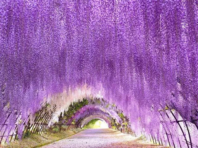 日本紫藤花景點21選：河內藤原必看！2026花期預測、各地賞花攻略
