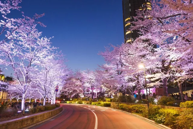 櫻花派對與夜櫻點燈！六本木「MIDTOWN BLOSSOM 2026」浪漫登場