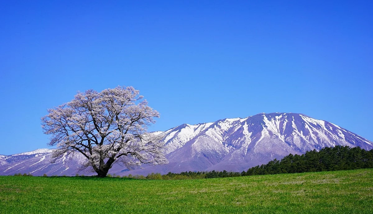 草原上有一顆櫻花樹遠方為岩手山
