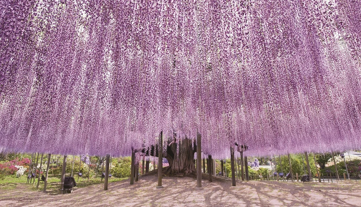 足利花卉公園紫藤花