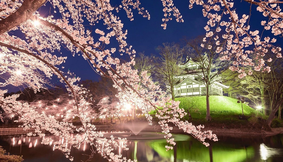 高田城址公園觀櫻會