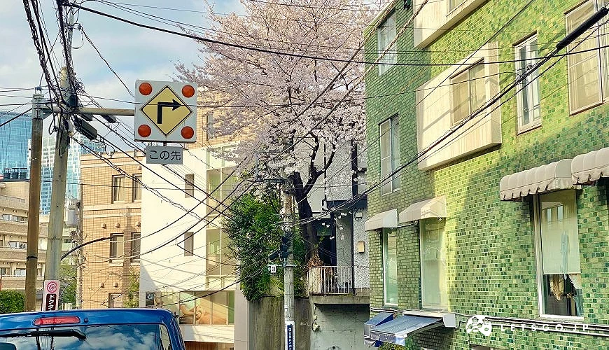 綠色建築物旁有一株櫻花盛開