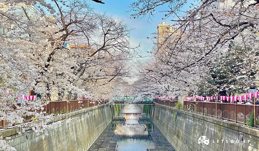 白天的目黑川旁櫻花盛開