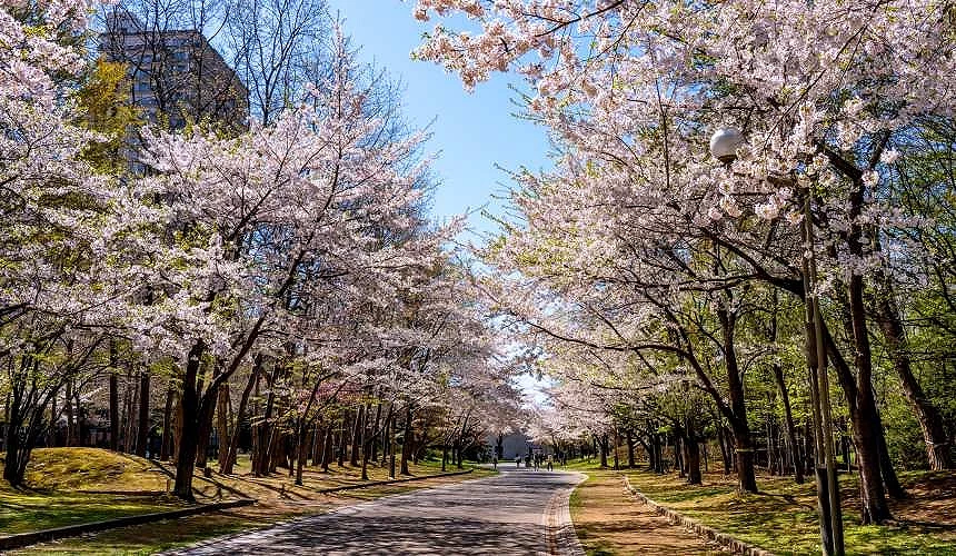 中島公園內的櫻花