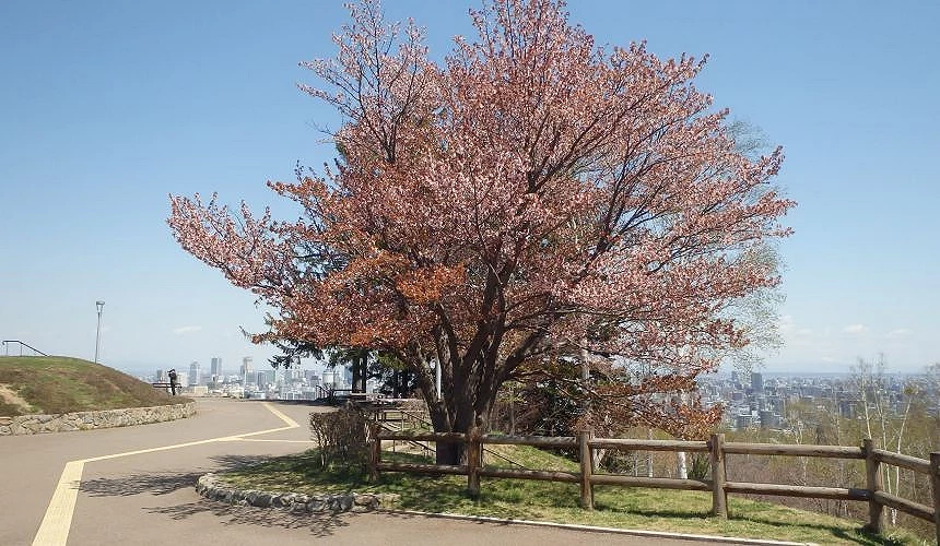 旭山公園展望台的一本櫻